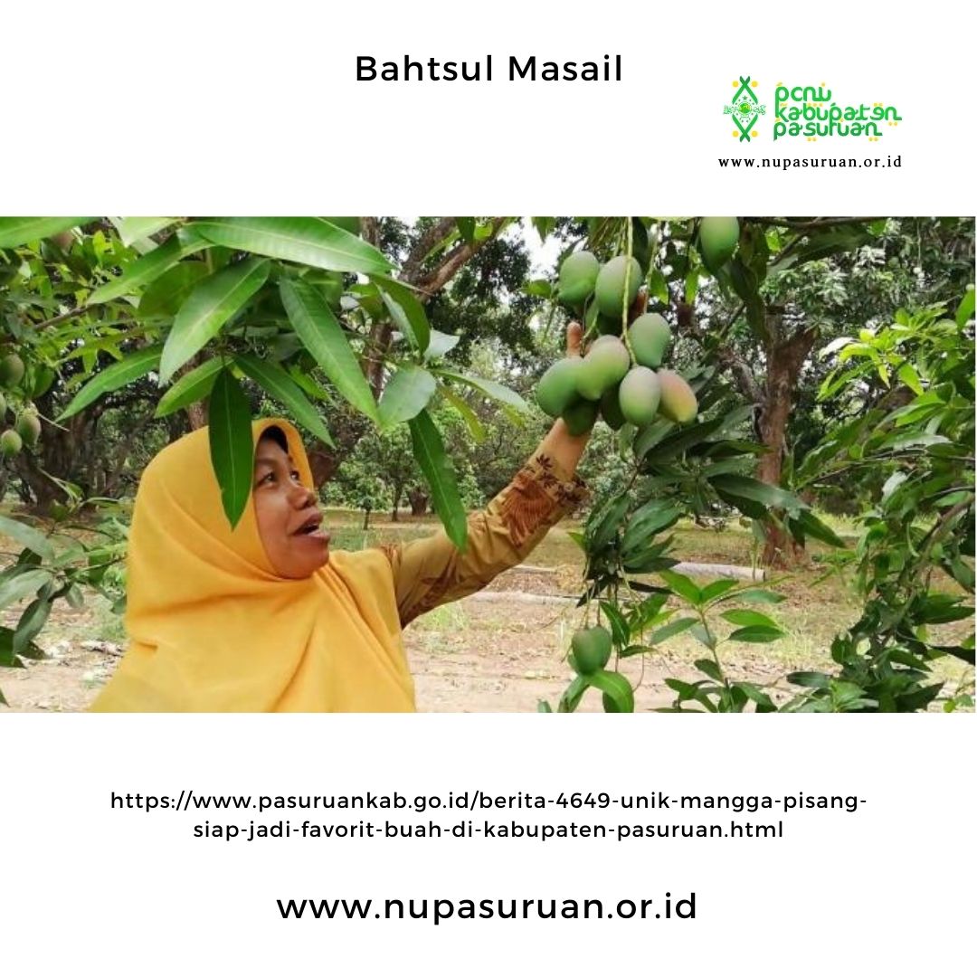 Hukum Transaksi Tebasan Menurut Ibnu Hajar & Imam Romli