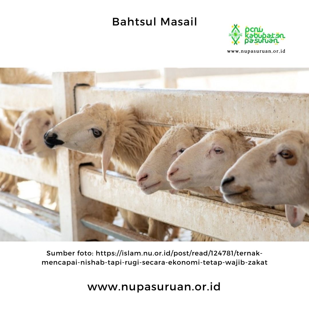 Ada Dua Hukum Fikih untuk Bagi Hasil Ternak Kambing, Ketika…