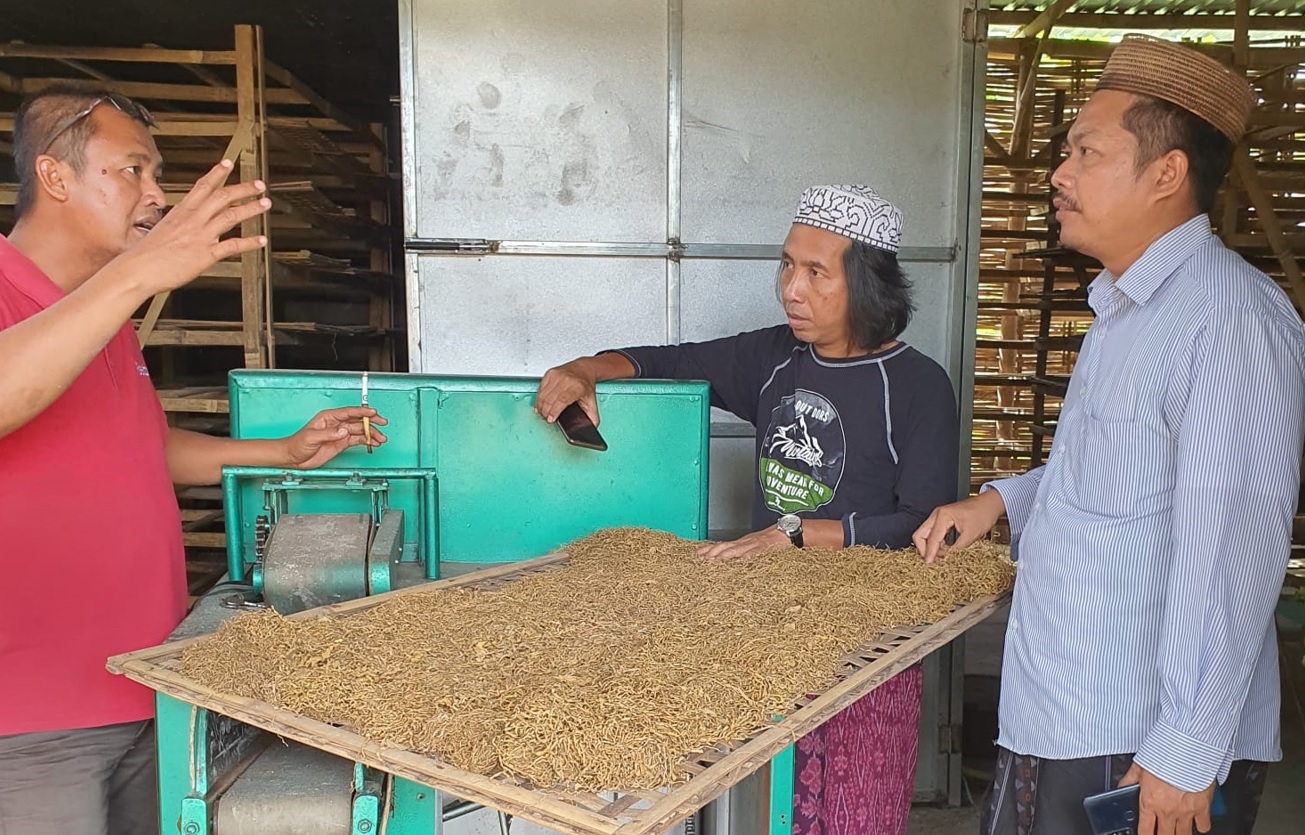 Ada Peluang Ekspor Talas Beneng, LPPNU Pasuruan Gelar Studi Riset