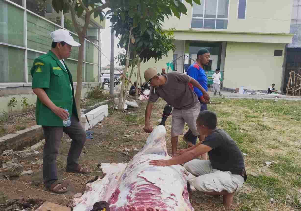 Lazisnu dan Ansor Pasuruan Kembali Dipercaya Sembelih Hingga Bagikan Daging Kurban