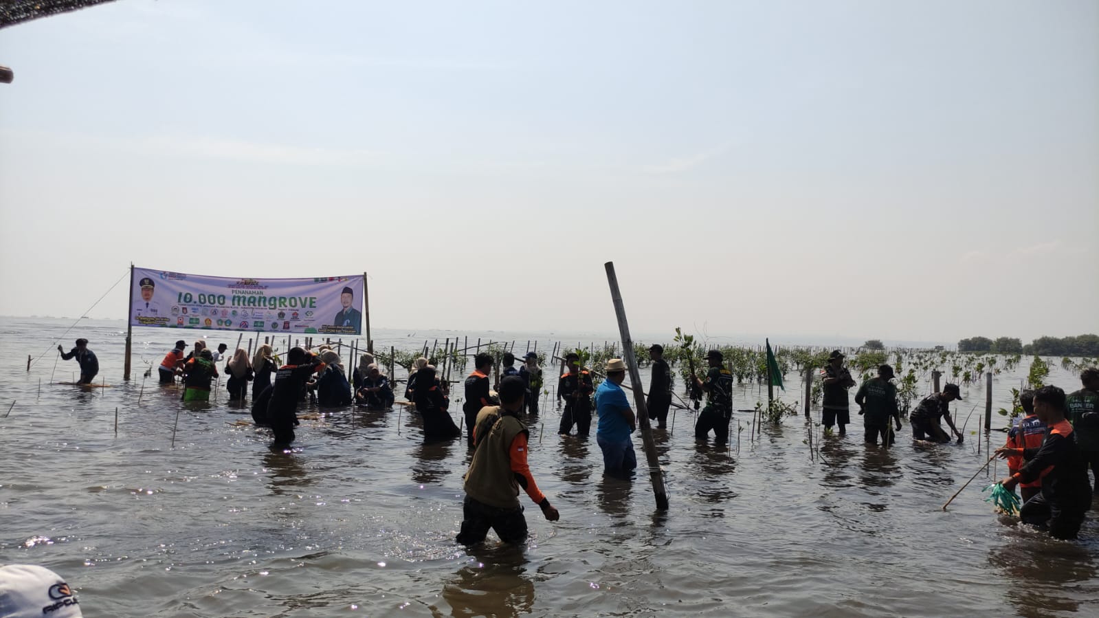 Hari Santri, LPBINU Pasuruan Tanam 10 Ribu Bibit Mangrove di Pantai Rejoso