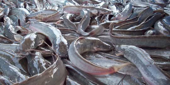 Obat Buatan LPPNU Pasuruan Bantu Petani Lele