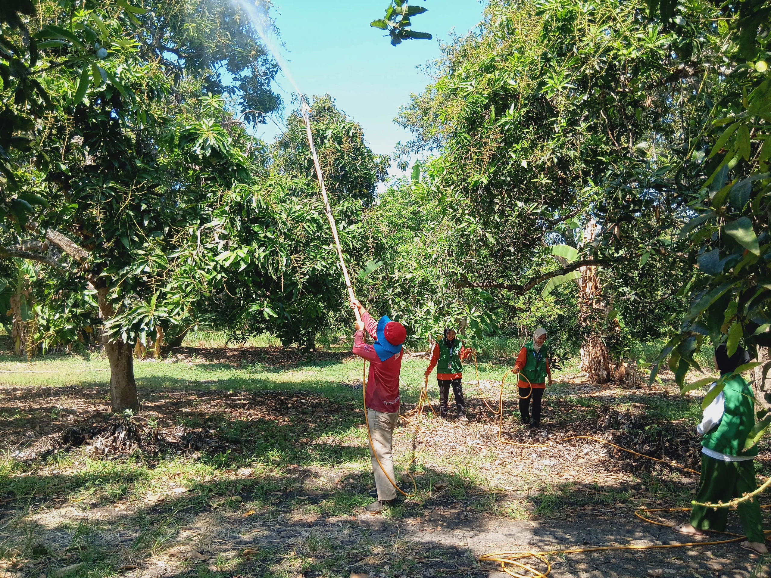 Mahasiswa PMM UNU Pasuruan Dampingi Perawatan Kebun Mangga di Desa Wonokerto